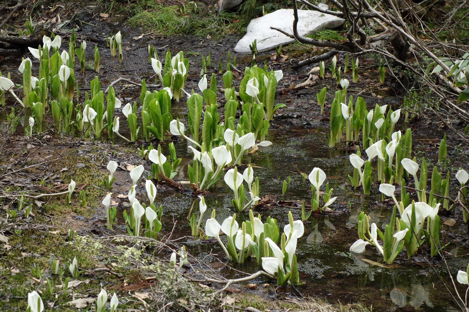 △　水芭蕉（ミズバショウ）の群生地と白山の展望　取立山　△_f0348933_20572923.jpg