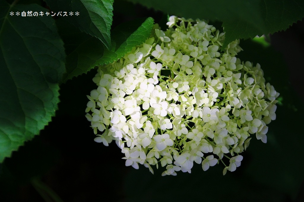 紫陽花の白い花の種類が咲きだしてきました(^^♪_e0052135_17122052.jpg