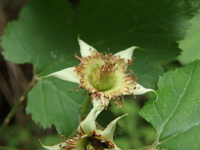 f0334143_7284564.jpg