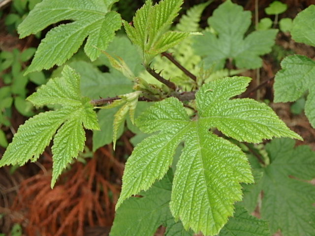 f0334143_7285523.jpg
