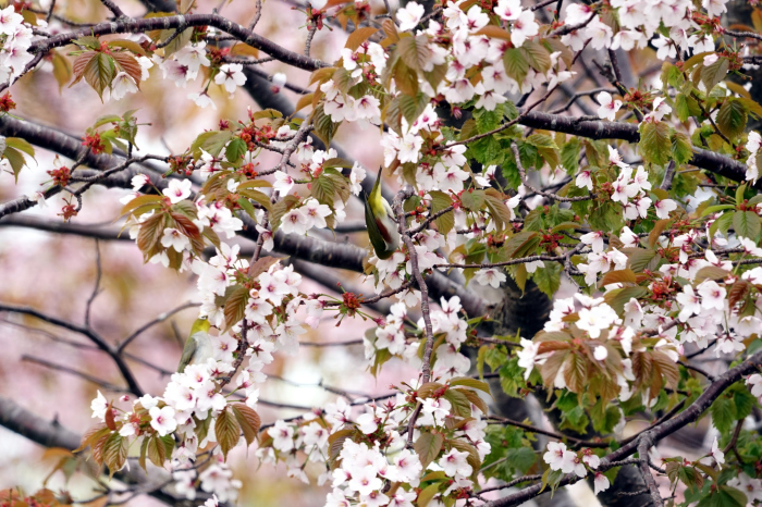 天売島-チョウセンメジロ_f0202445_23002583.jpg