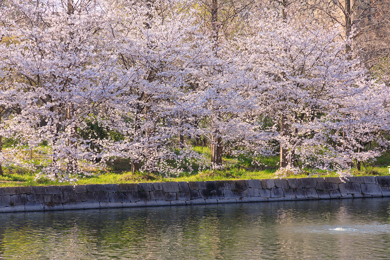 桜咲く大阪城_f0155048_23461248.jpg