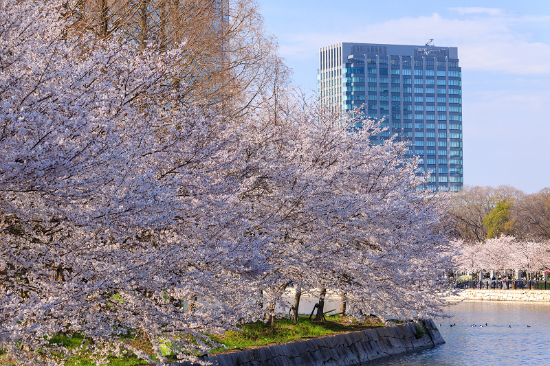 桜咲く大阪城_f0155048_23461844.jpg