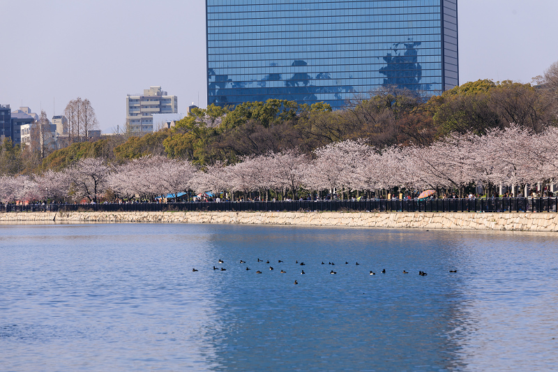 桜咲く大阪城_f0155048_23462639.jpg