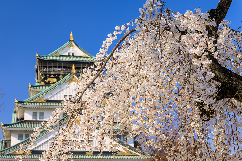 桜咲く大阪城_f0155048_23465585.jpg