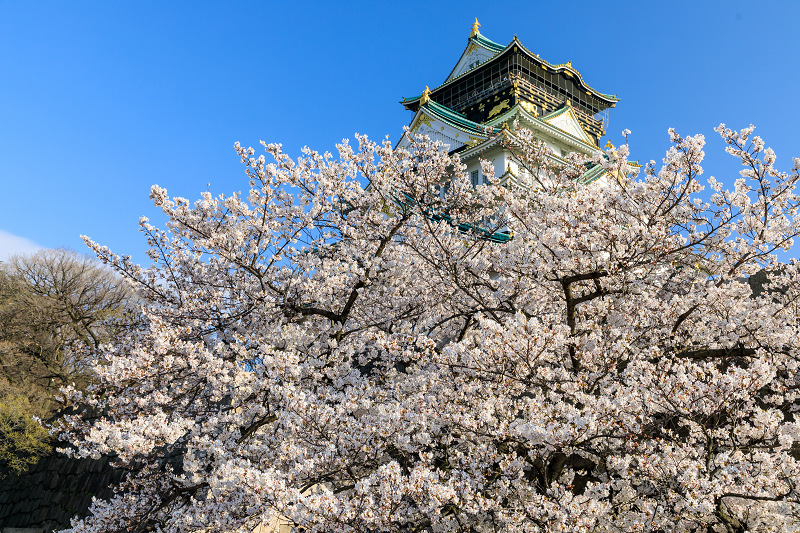 桜咲く大阪城_f0155048_23472846.jpg