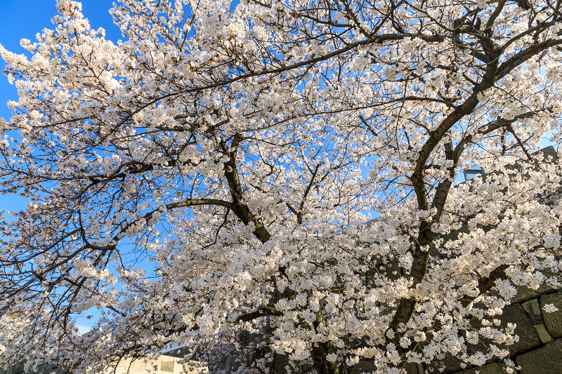 桜咲く大阪城_f0155048_23473319.jpg