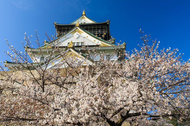 桜咲く大阪城_f0155048_23473973.jpg