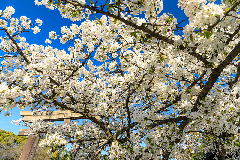 桜咲く大阪城_f0155048_23475450.jpg