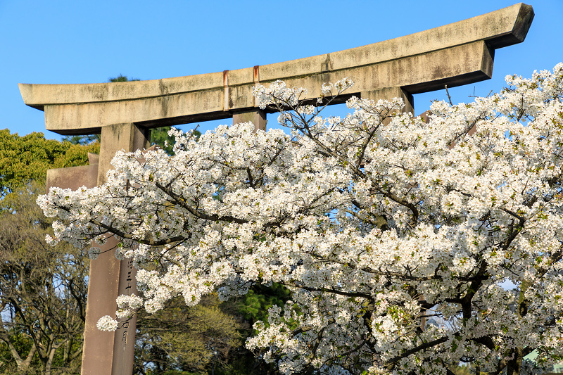 桜咲く大阪城_f0155048_23481418.jpg