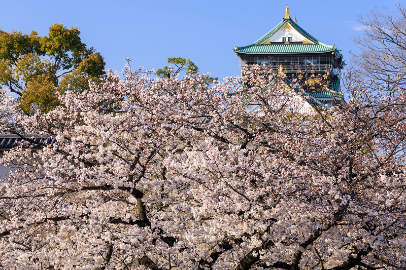 桜咲く大阪城_f0155048_23483372.jpg