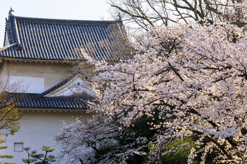 桜咲く大阪城_f0155048_23484676.jpg