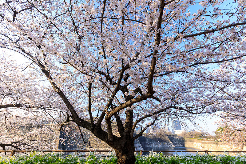 桜咲く大阪城_f0155048_23491216.jpg