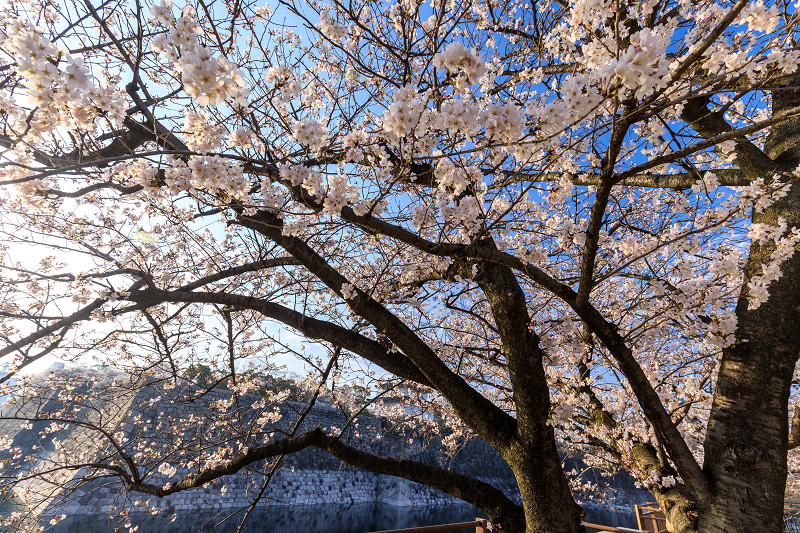 桜咲く大阪城_f0155048_23491676.jpg