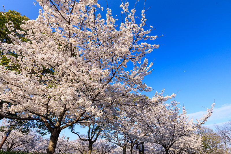 桜咲く大阪城_f0155048_23494056.jpg