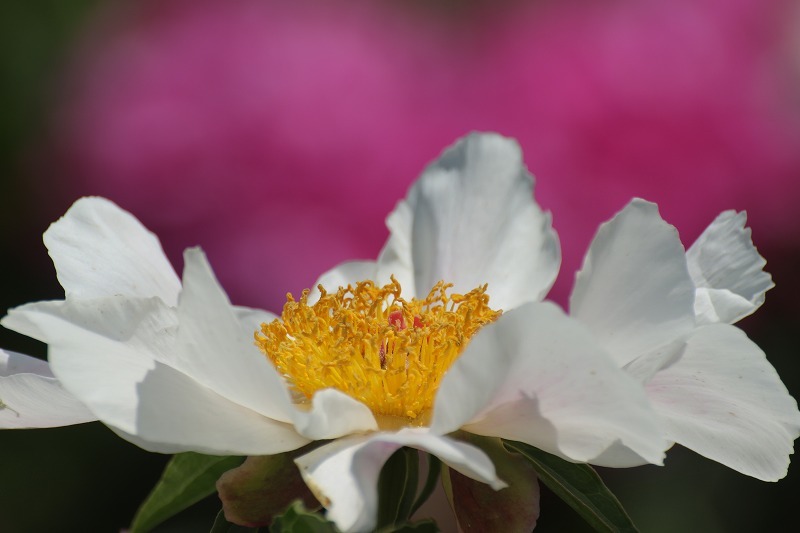 金大薬草植物園_c0155950_21440696.jpg