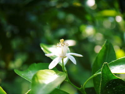 究極の柑橘「せとか」　今年も元気な花が咲きました！まもなく着果です!!_a0254656_16491328.jpg