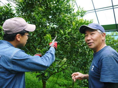 究極の柑橘「せとか」　今年も元気な花が咲きました！まもなく着果です!!_a0254656_16590755.jpg