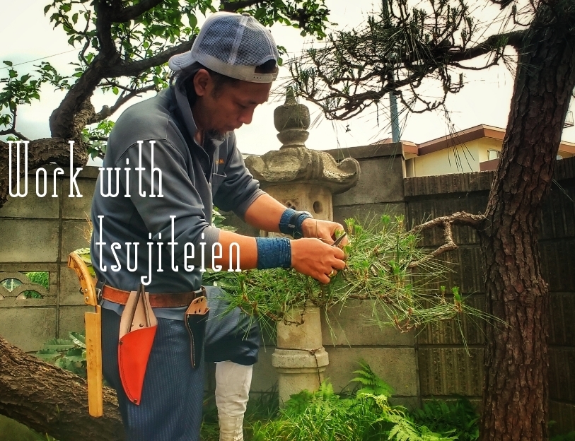 松の芽摘み作業 With 辻庭苑 植木屋 庭守 辻庭苑 東京 小平 松の芽摘み作業 With 辻庭苑 植木屋 庭守 辻庭苑 東京 小平