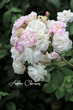 薔薇の歴史がわかる「花菜ガーデン」①_f0229759_01042439.jpg