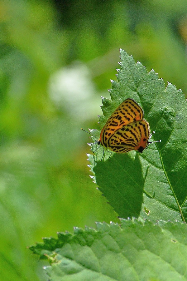 d0387460_16540801.jpg