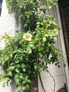 f0363168_17015964.png