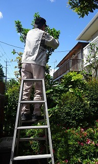 庭の椿の選定 私の部屋へようこそ 愛を込めて２