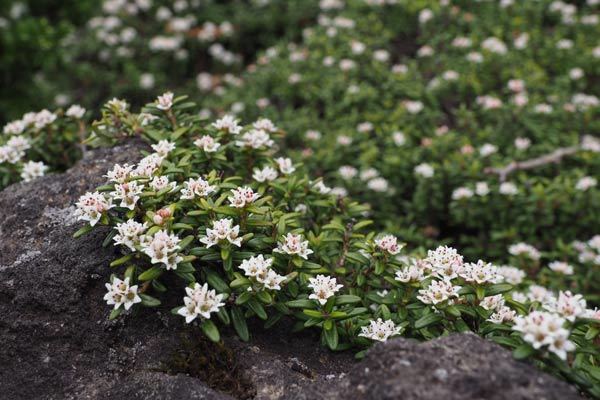 高峰桜が咲く季節_e0068873_20442263.jpg