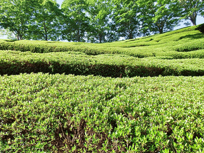 f0140773_09374608.gif
