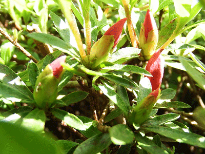 f0140773_09380596.gif