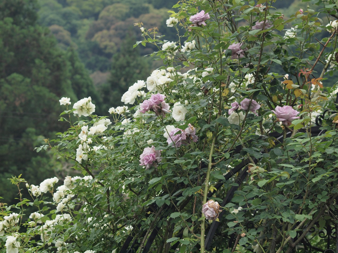 d0054276_20232334.jpg