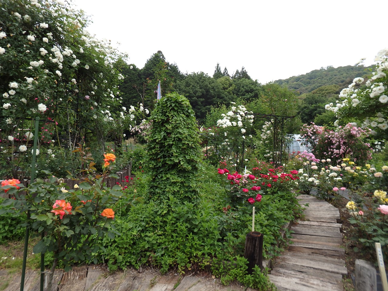 d0054276_20251970.jpg