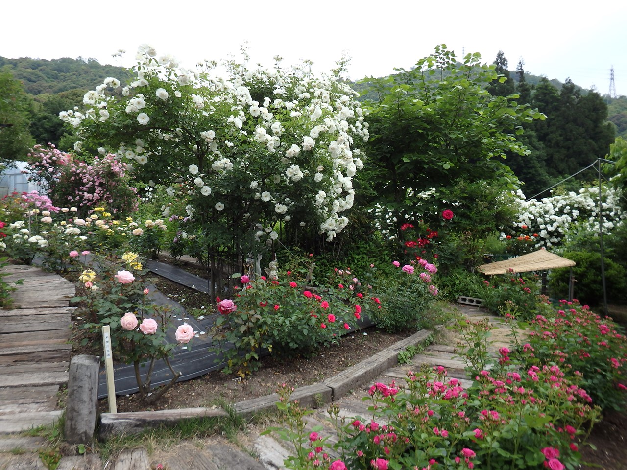 d0054276_20253061.jpg