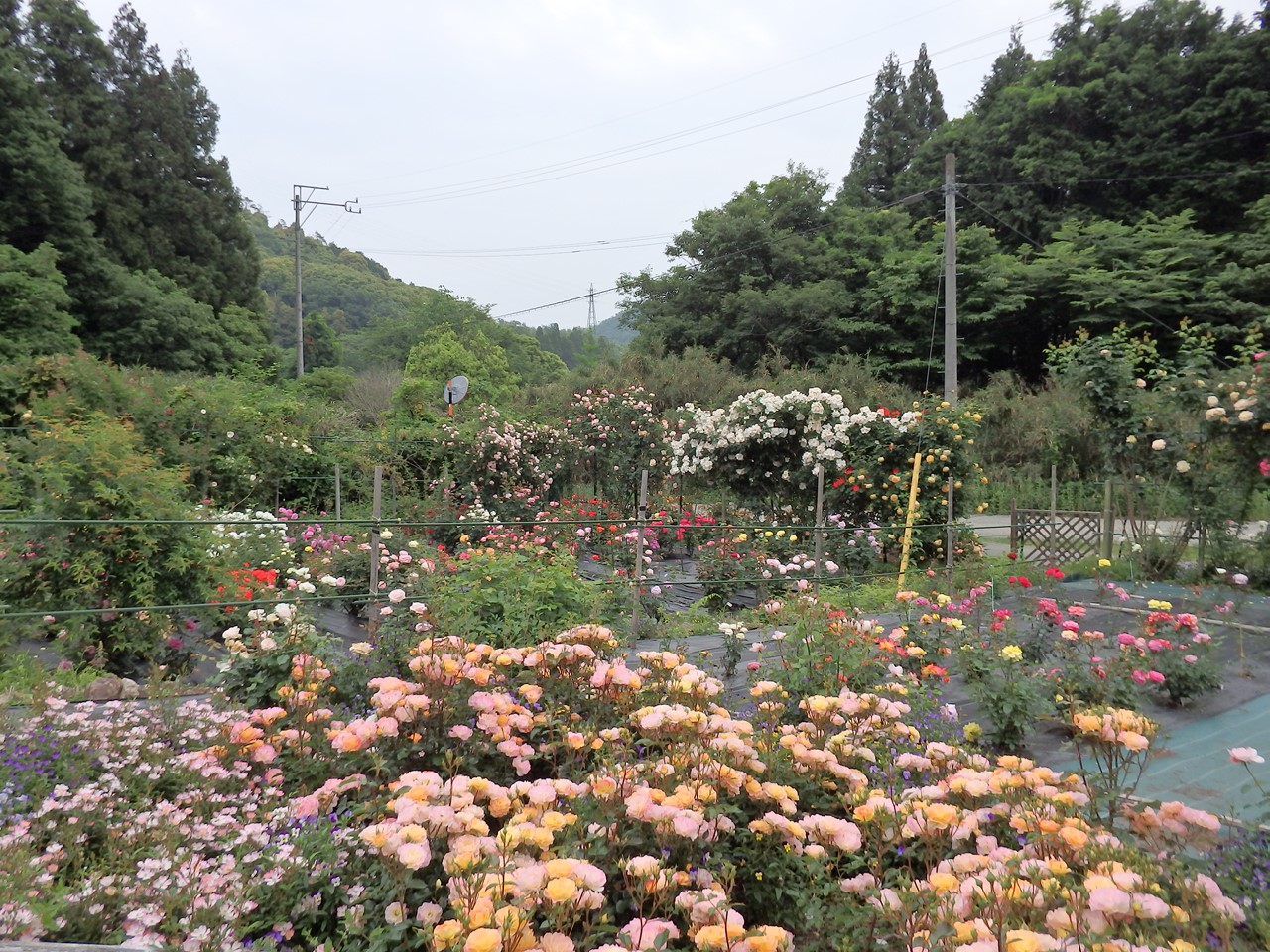 d0054276_20295480.jpg