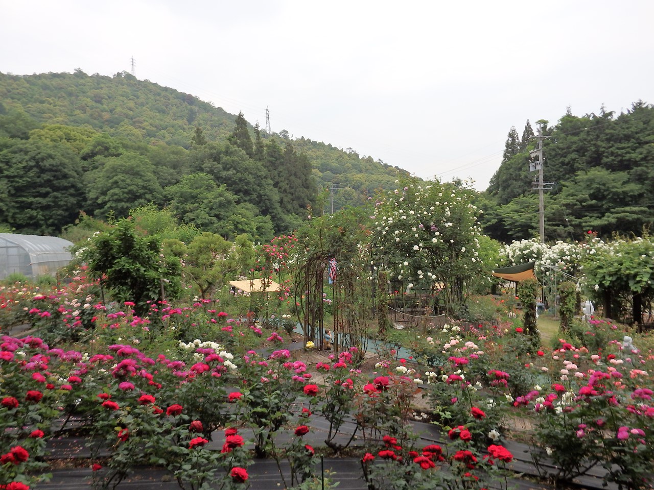 d0054276_20301333.jpg