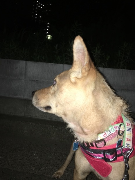 b0377882_22552778.jpeg