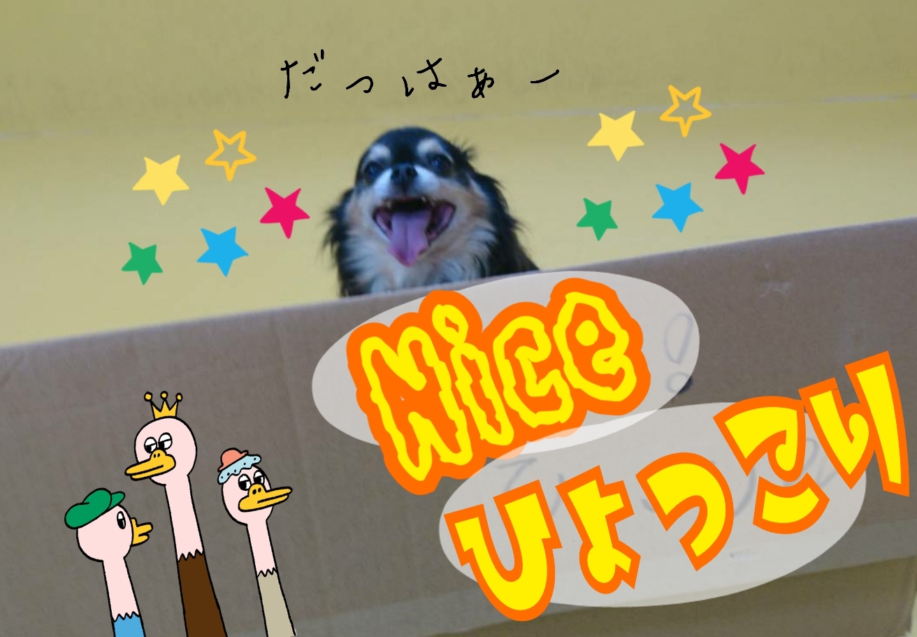 はいっ!ひょっこりはん!_f0357682_11572935.jpg