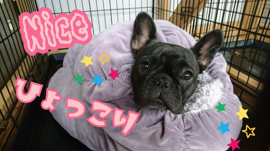はいっ!ひょっこりはん!_f0357682_11572995.jpg