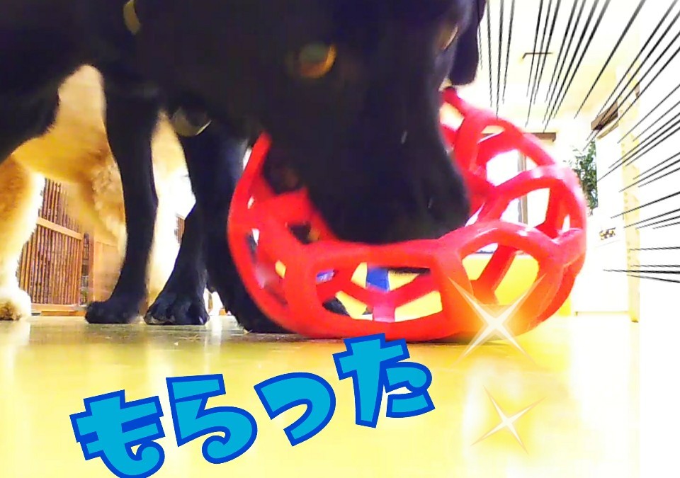 はいっ!ひょっこりはん!_f0357682_11594414.jpg