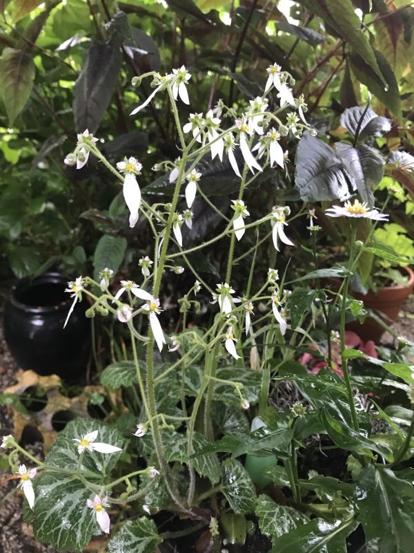 今日は予報通り、朝から雨「草花喜び！ココちゃんお散歩拒否・・・」編。_e0359584_00465397.jpg