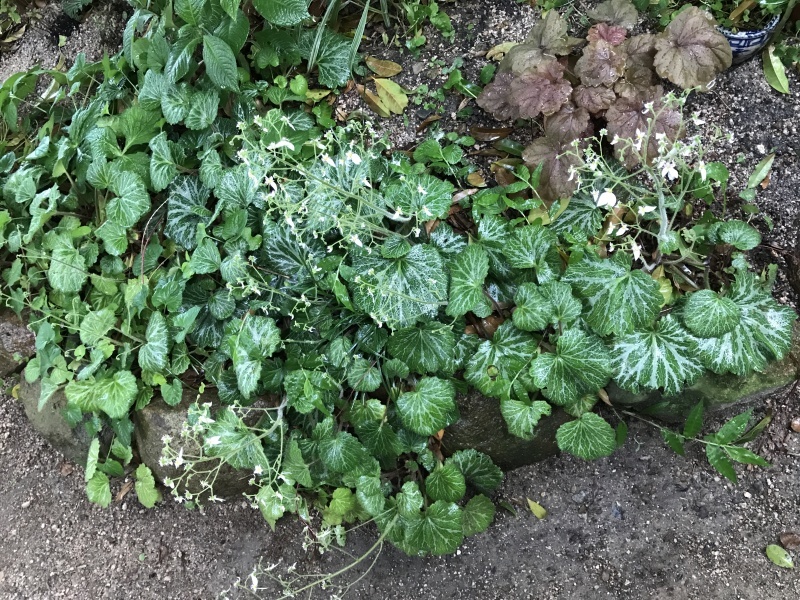 今日は予報通り、朝から雨「草花喜び！ココちゃんお散歩拒否・・・」編。_e0359584_00483253.jpg