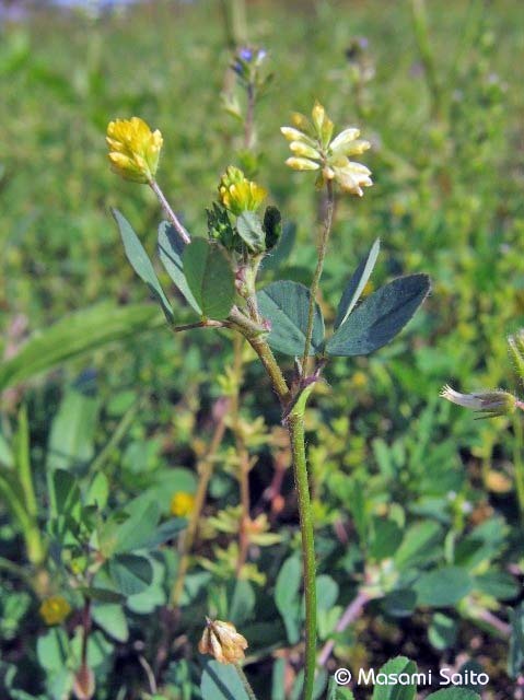 コメツブツメクサ 米粒詰草 草花と自然blog