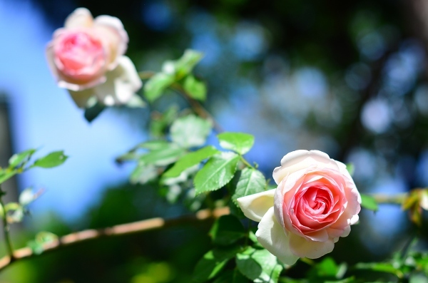 今年の薔薇　　My Rose Garden 2018_d0025294_16210071.jpg