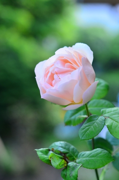 今年の薔薇　　My Rose Garden 2018_d0025294_16212318.jpg