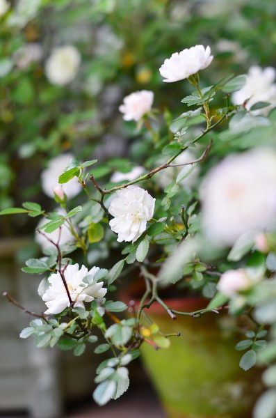 今年の薔薇　　My Rose Garden 2018_d0025294_16223406.jpg