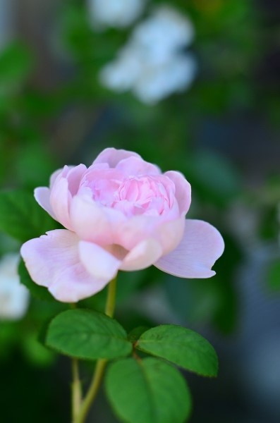 今年の薔薇　　My Rose Garden 2018_d0025294_16241198.jpg