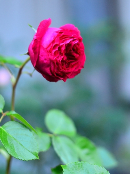 今年の薔薇　　My Rose Garden 2018_d0025294_16242425.jpg