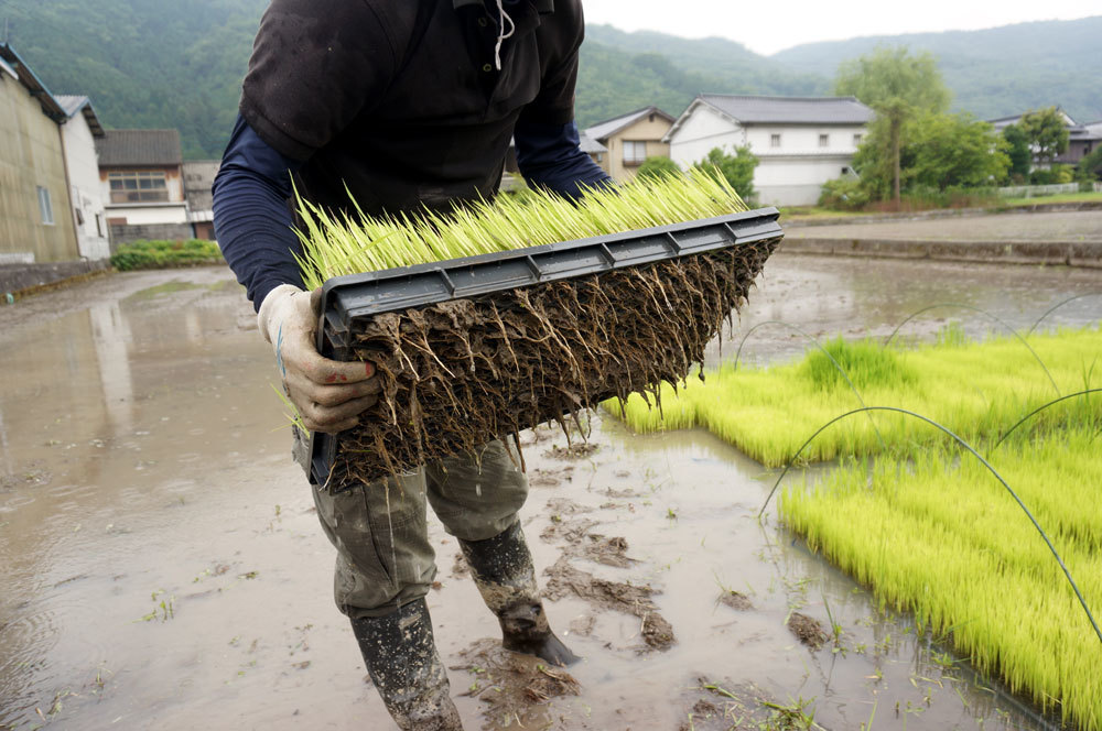 カルネッコ（根切りシート）を止めた理由 田んぼに根を張らせるため