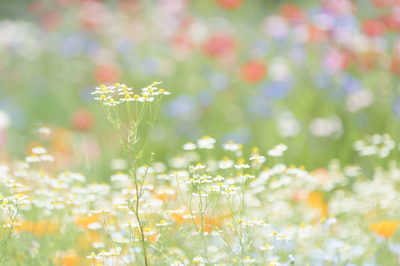 スイスのお花畑のようだった昭和記念公園 エーデルワイスブログ