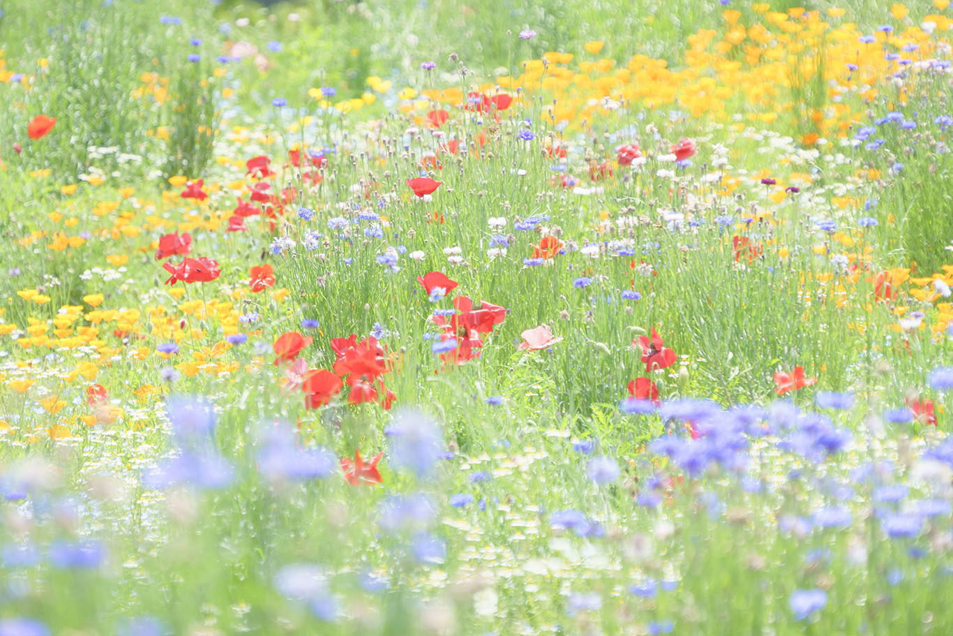 スイスのお花畑のようだった昭和記念公園 エーデルワイスphoto
